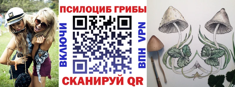 что такое   Жиздра  Псилоцибиновые грибы Psilocybine cubensis 